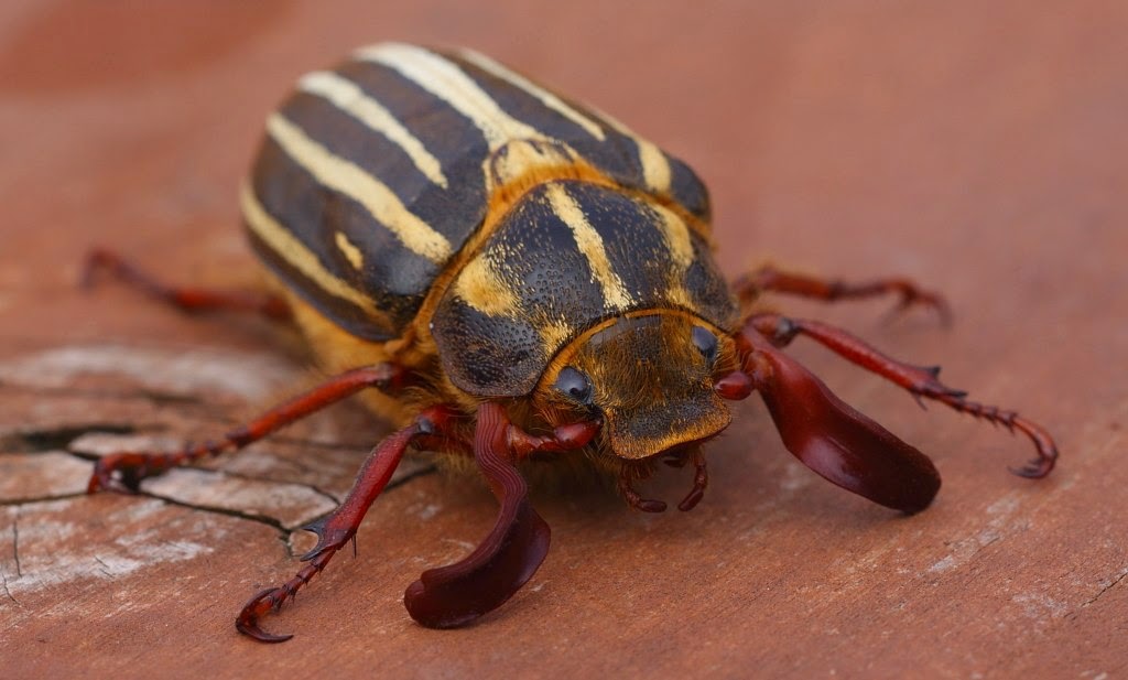 BIO 2279 Casey's June Beetle Oscar Rodriguez
