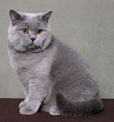 Kot Brytyjski Zwierzaczki