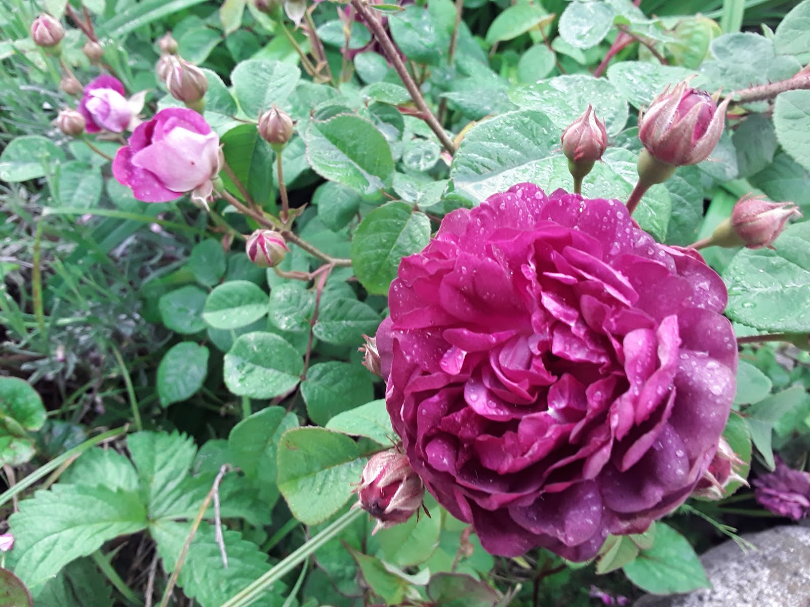 Facciamo le  talee di rosa?!