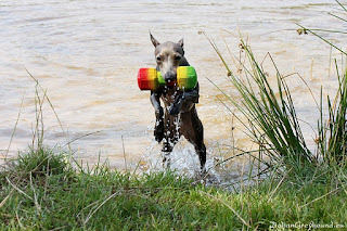 ABIGAIL Pustynny Wiatr Italian Greyhound