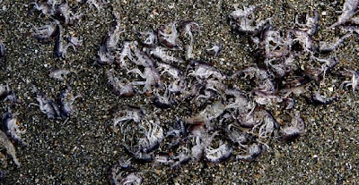 Misteriose creature rinvenute lungo le spiagge della Nuova Zelanda Creature_newzeland+%25281%2529