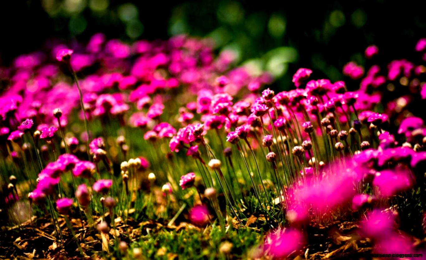 House Flowers Field Summer Nature Hd Wallpaper  All Desktop Wallpaper House Flowers Field Summer Nature Hd Wallpaper  All Desktop Wallpaper