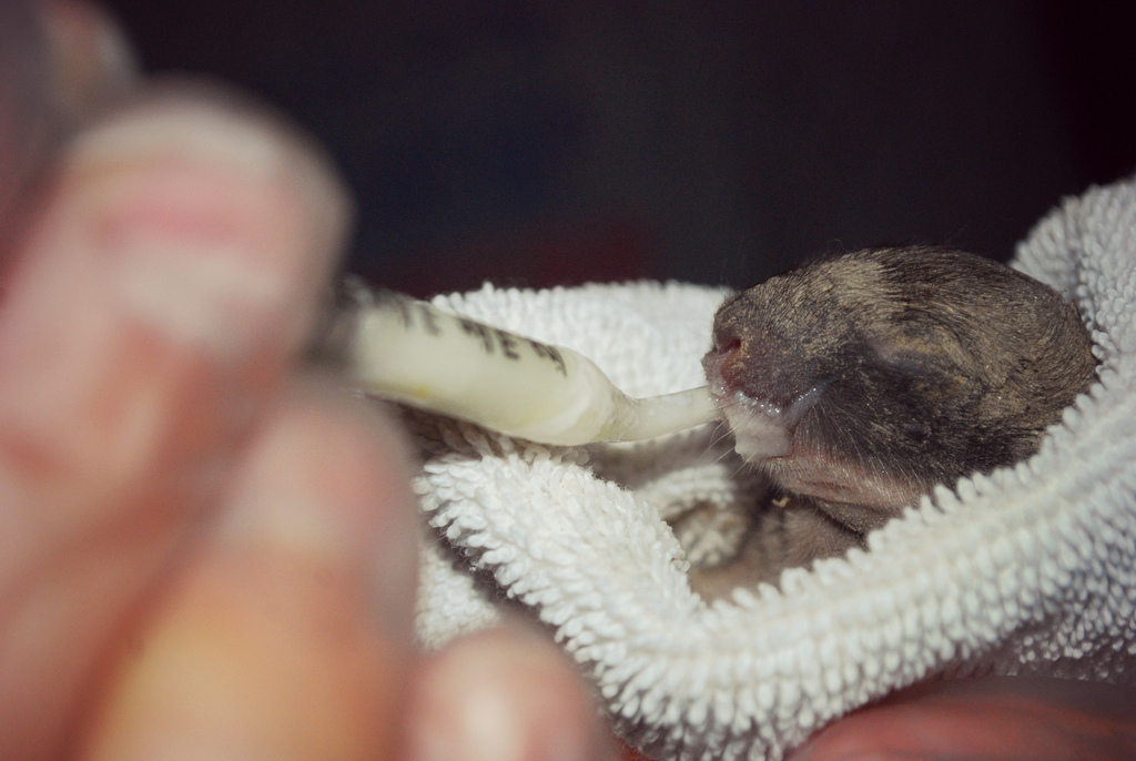the boo and the boy newborn abandoned wild bunnies