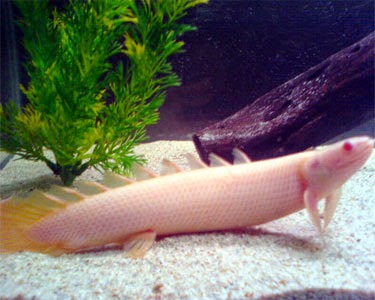 joe s aquaworld for