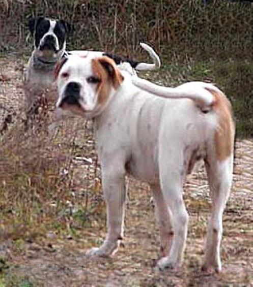 Alapaha Blue Blood Bulldog Protective Dog