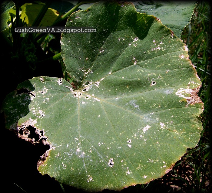 LushGreenVA What To Do When Squash Bugs Attack Your Pumpkin Patch?
