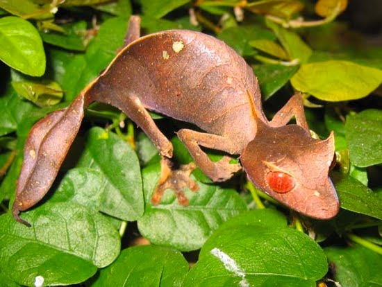 african-fat-tailed-gecko-terrarium.jpg