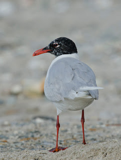 Gaviota cabecinegra, Larus melanocephalus, Mediterranean Gull