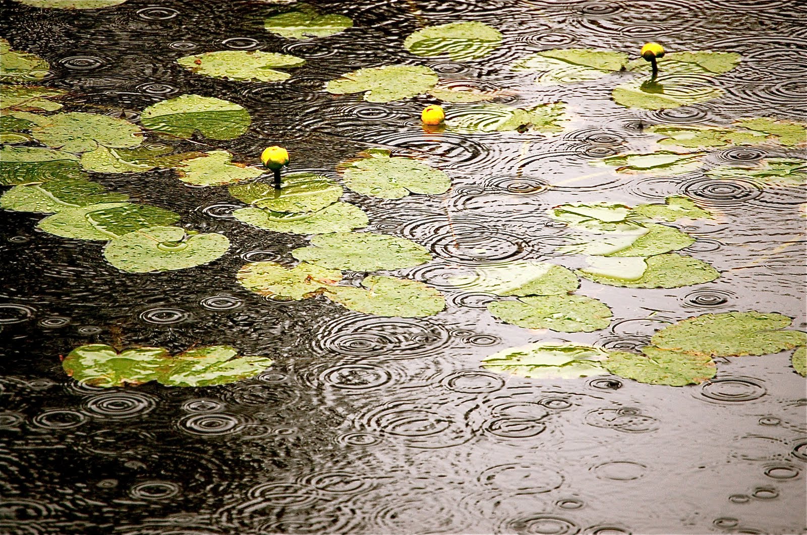 rain on pond
