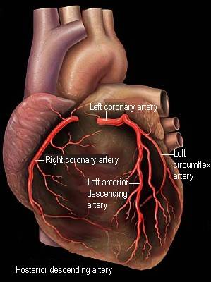 My Nurses Notes: Coronary Arteries