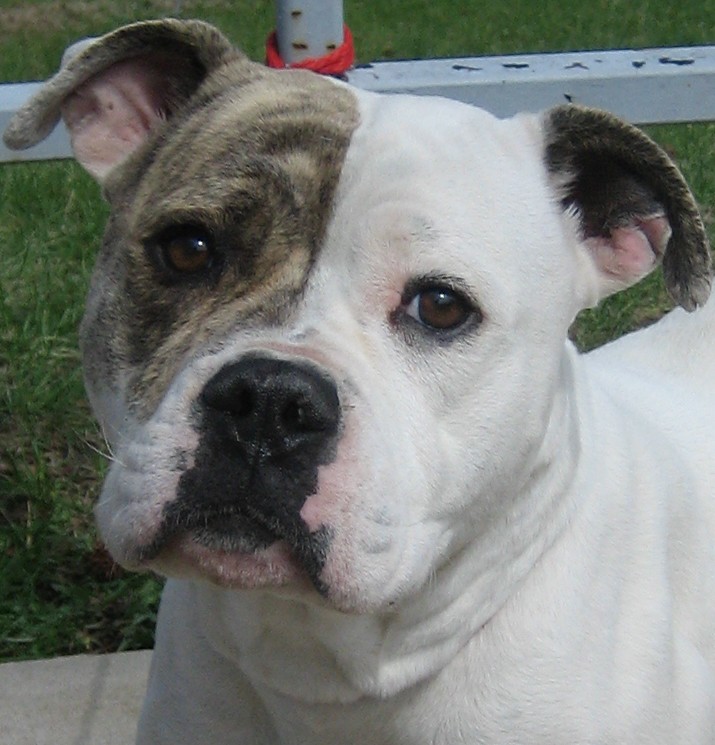 Meanest Dog Breed Dog Breeds