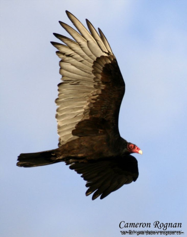 Desert Vulture