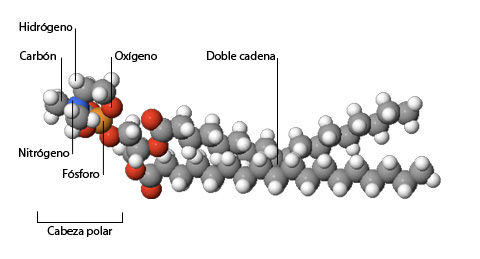 Esteroides definicion bioquimica