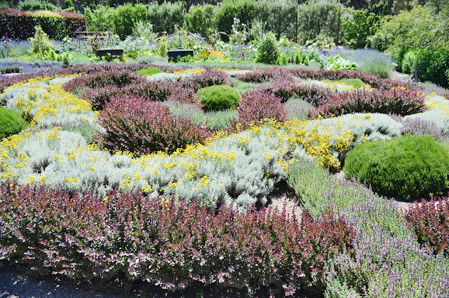 Photinia X Fraseri Stock Photos Photinia X Fraseri Stock Images