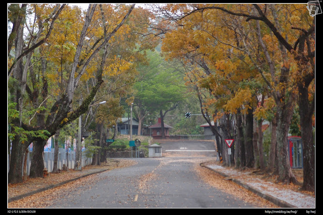 2015-03-27南投中興新村落葉美景-大葉桃花心木