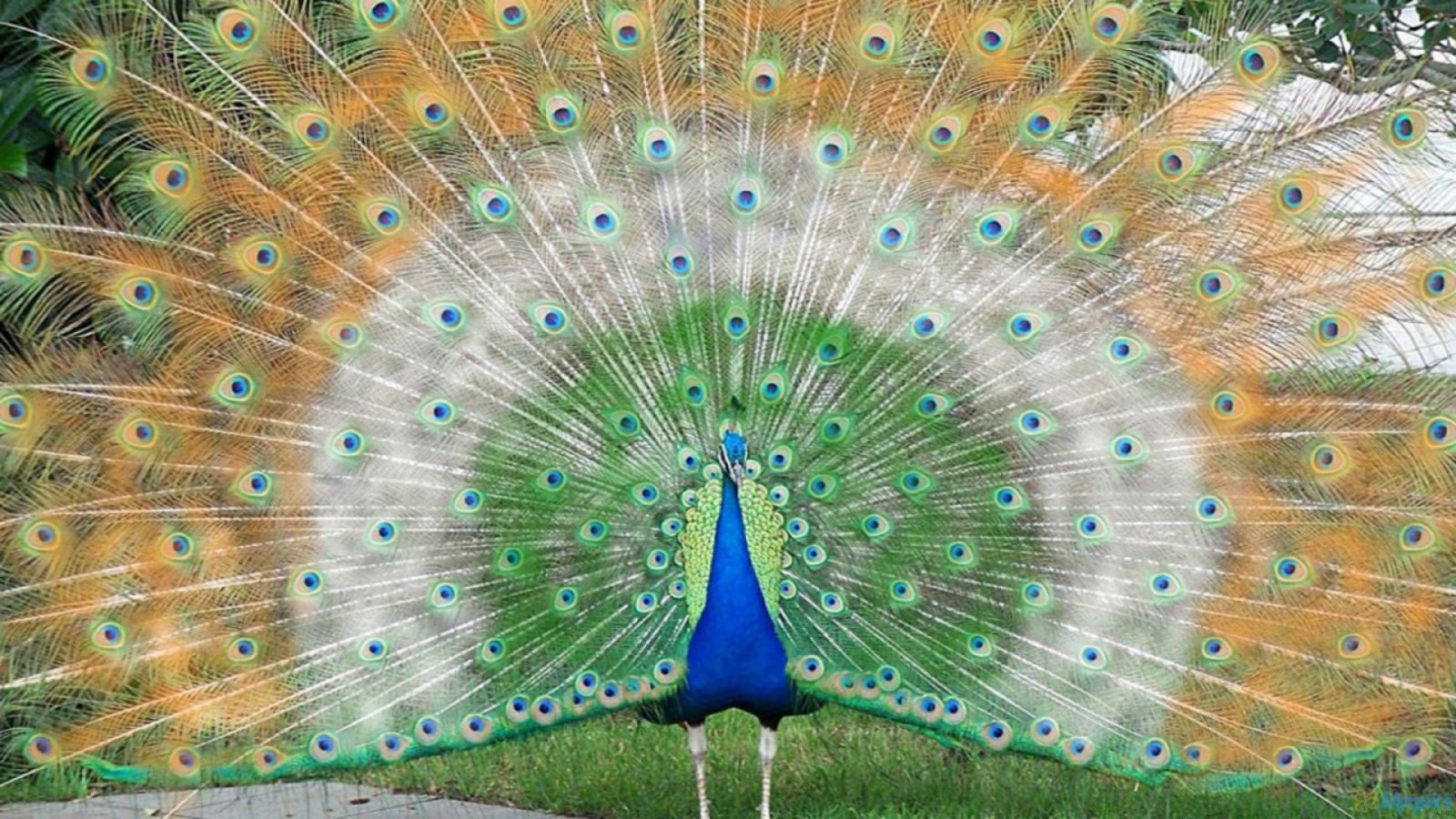 Curiosidade Animal: pavão