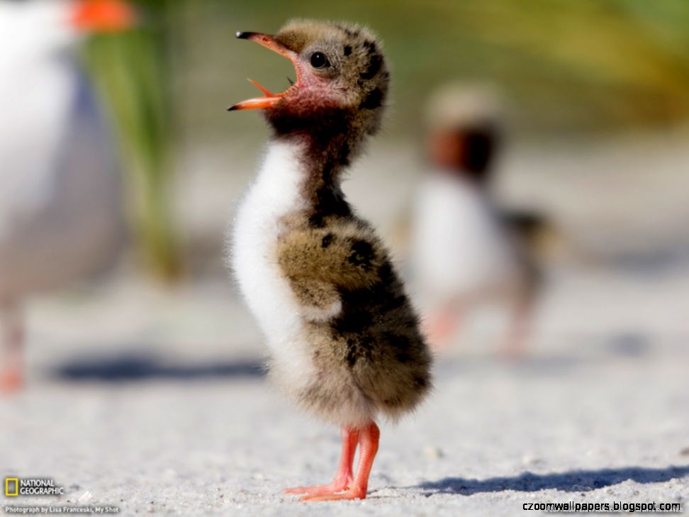 b on Pinterest Funny Chicken Pictures Weird People and Funny b on Pinterest Funny Chicken Pictures Weird People and Funny