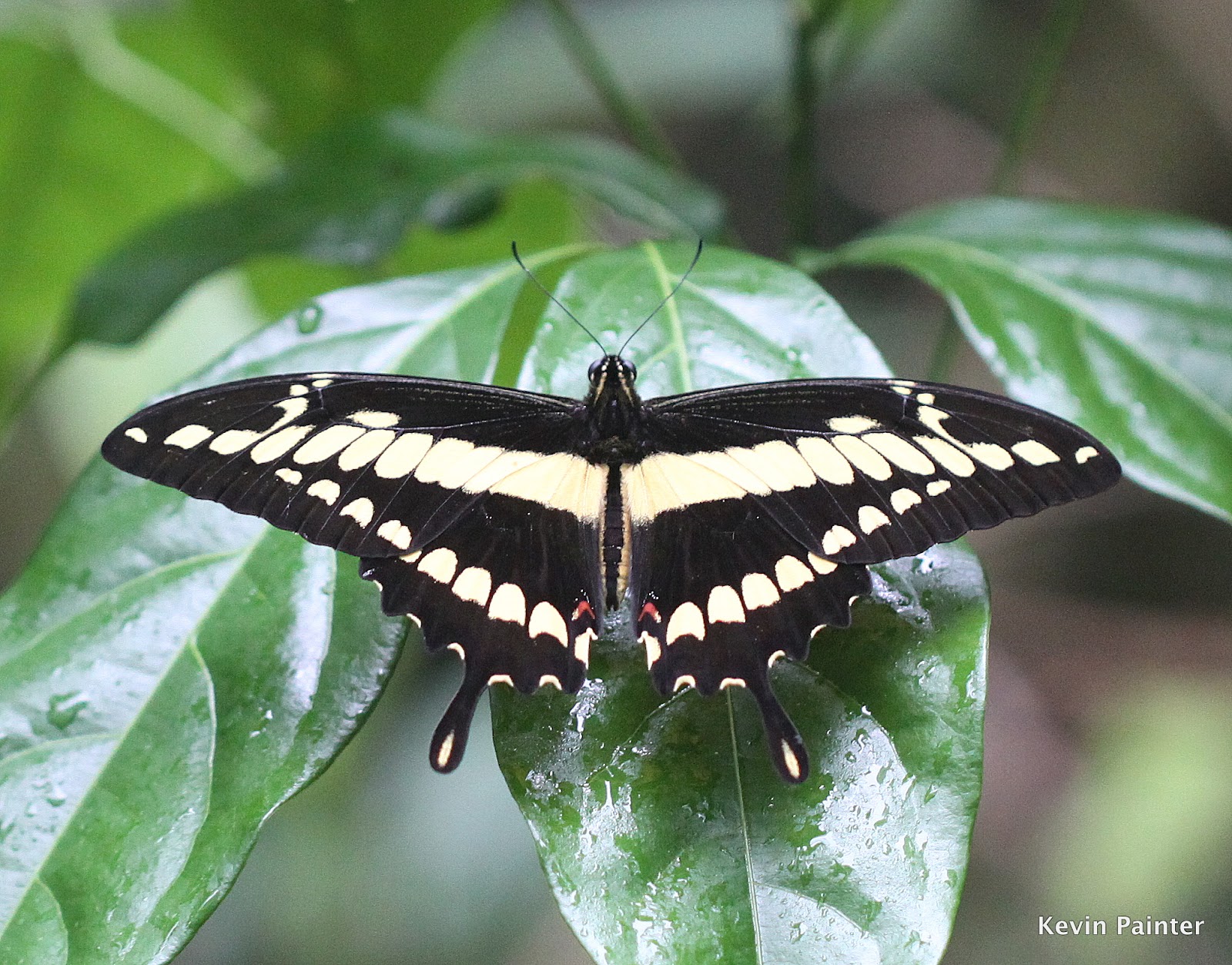 Panama Wildlife: Thoas Swallowtail Heraclides thoas neacles