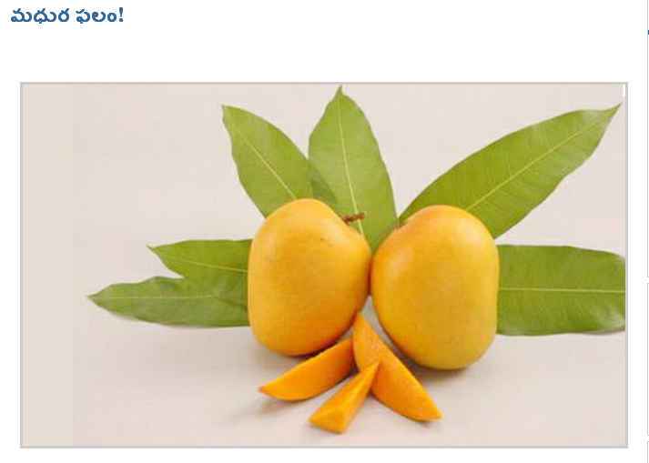 TELUGU WEB WORLD KING OF FRUITS THE MANGO THE INDIAN MANGO THE