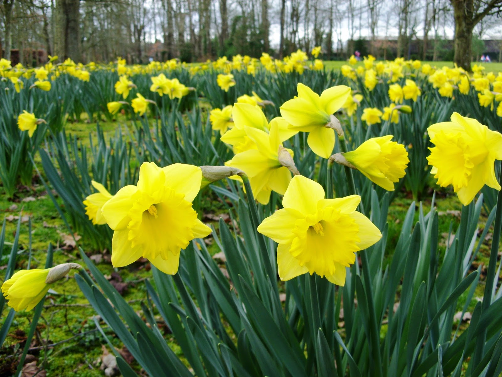 Kelli's Northern Ireland Garden March 2014