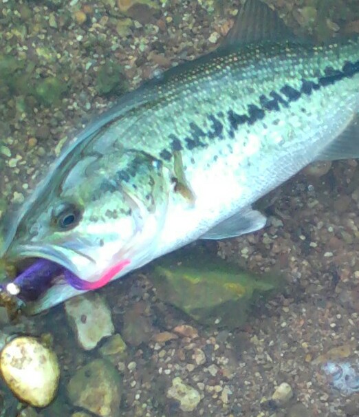BUGGIN' OUT. Fly fishing for spotted bass. Foam fly patternsrecipesbass