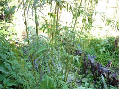 rencontre europe amerique latine