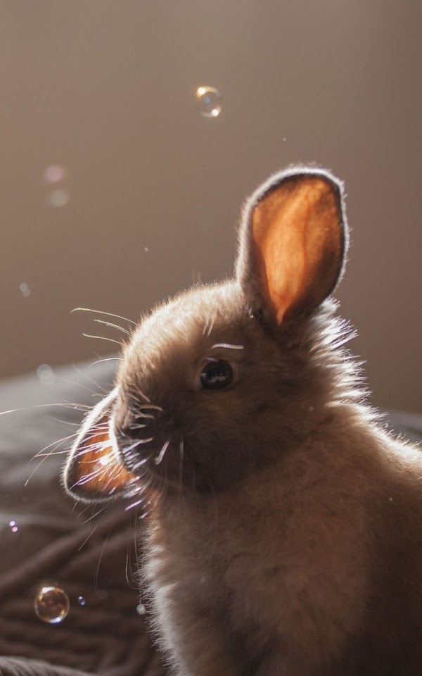 Cute Bunny Soap Bubbles Android Wallpaper