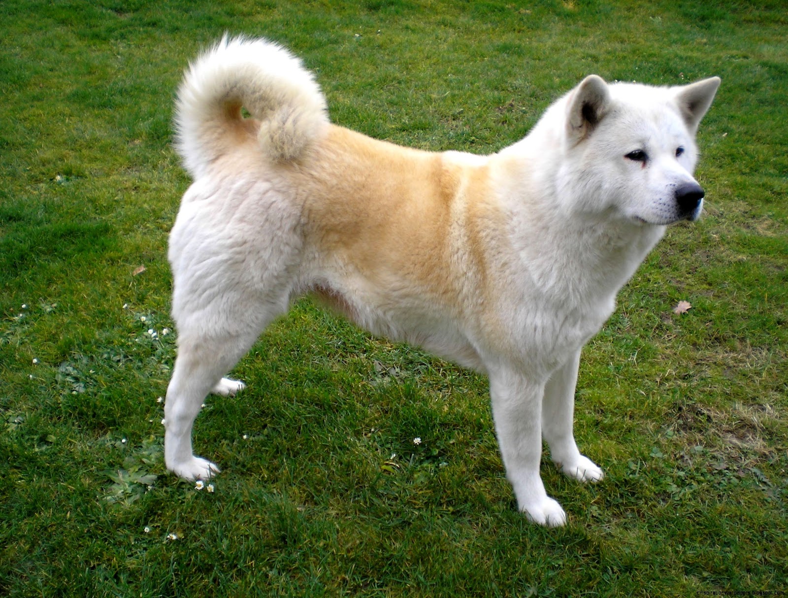 White Japanese Akita Inu White Japanese Akita Inu