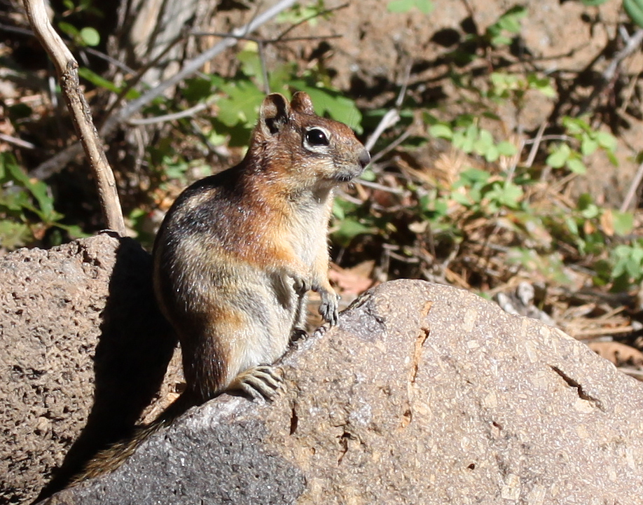 Cuyamaca Woods Mountain Journal: A Diversion to Southern Utah: Mammals