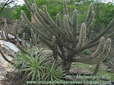 Paisagem típica do cariri paraibano.