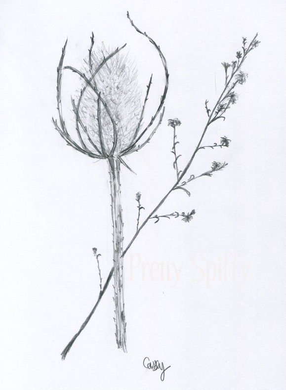 Thistle Sketch