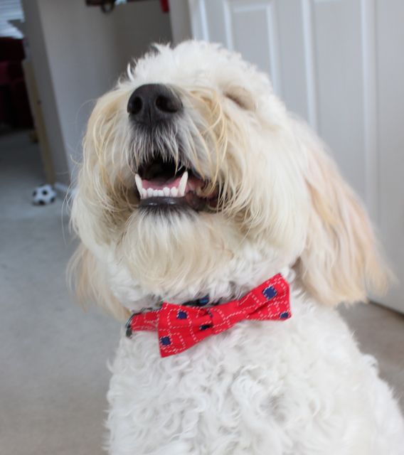 doggiebowties