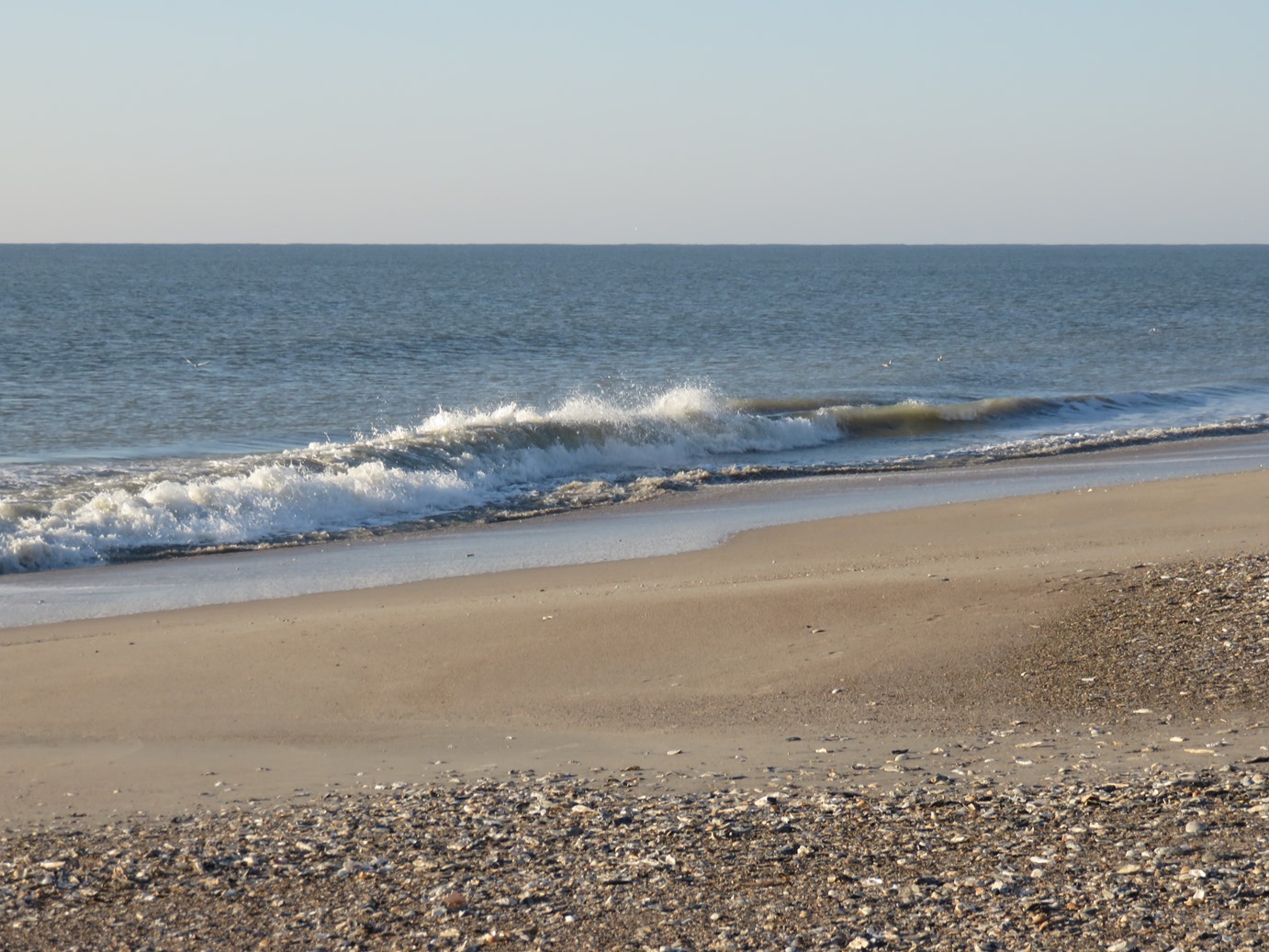 The ShoreXplorers Beach Combing and Kayaking at Edisto Beach State Park, SC [March 58, 2016]