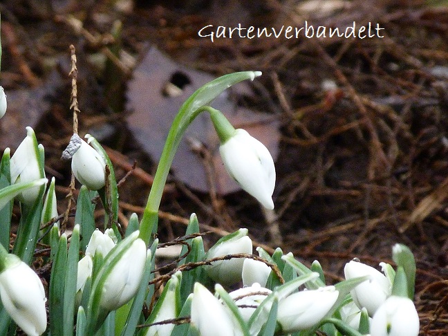 Plant Inventory At 20 Timothy Viburnum Bodnantense Dawn Viburnum