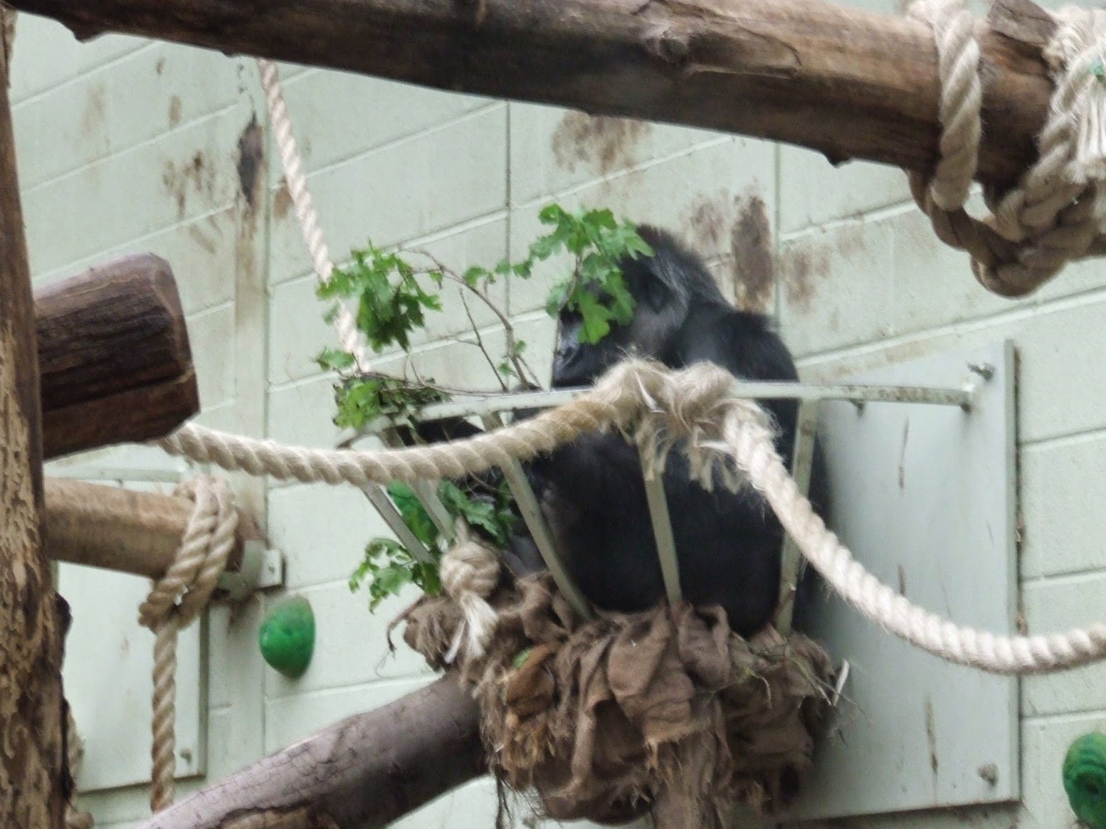 Wild World What makes a good zoo?