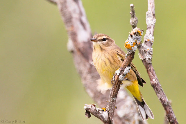 Palm Warbler Perched Next to Lichen Palm Warbler Hawk Ridge