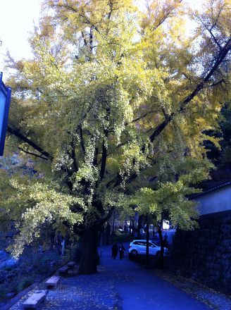 Img_5145 Img_5145