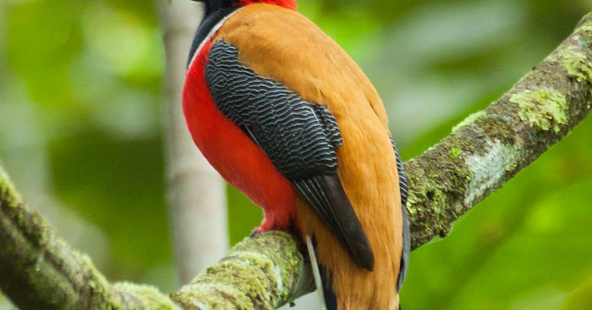 Birds of Malaysia @ mynameistank64: Male Red-naped Trogon (Harpactes