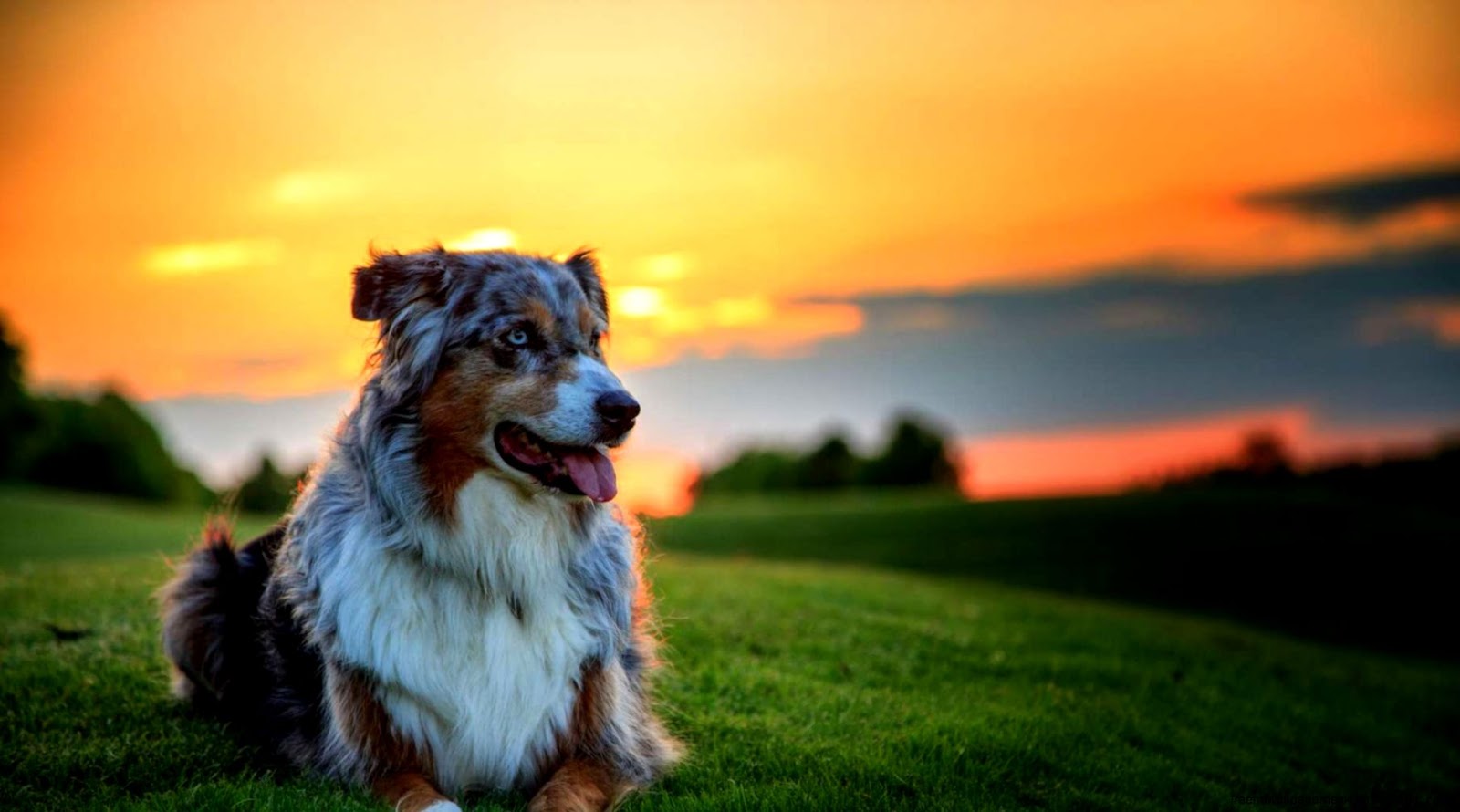 Aussie Australian Shepherd Dog Aussie Australian Shepherd Dog