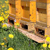Μια λεωφόρος αποκλειστικά για μέλισσες...