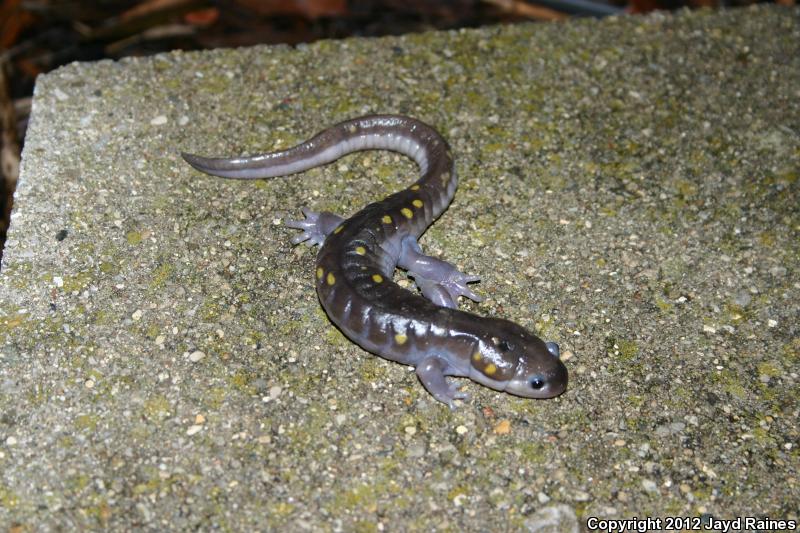 Breaks Interstate Park A Spring to Remember with Spotted Salamanders