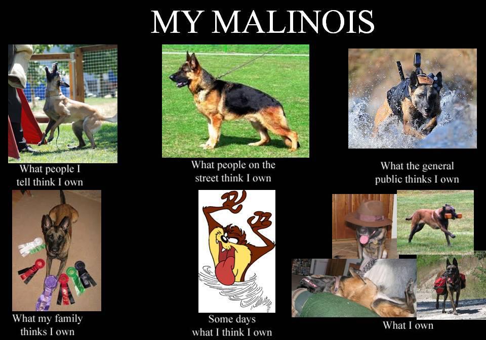 3 dog days my first meme mal+do 3 dog days my first meme