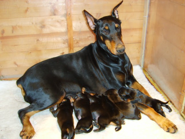 Doberman Dog Puppies For Sale In Mumbai Doberman Dog Puppies For Sale In Mumbai