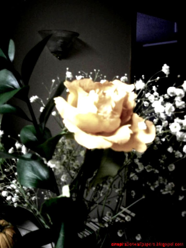 Red Flower And Dew For Waiting Moment Inspiration Wallpapers Red Flower And Dew For Waiting Moment Inspiration Wallpapers