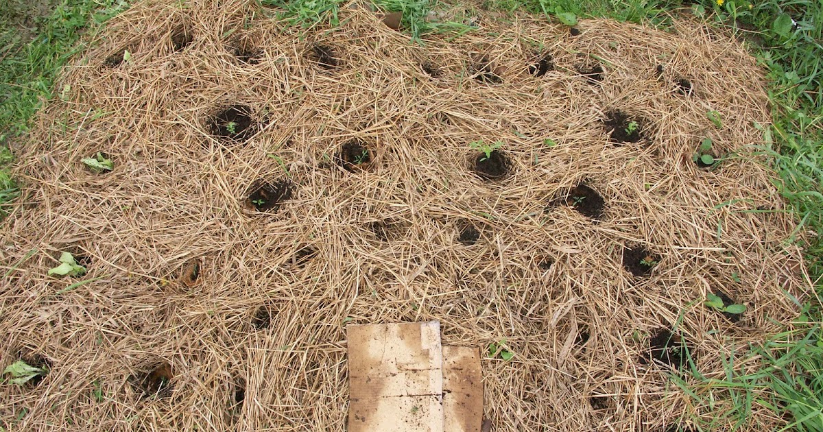 Permaculture Beginnings: The keyhole garden bed