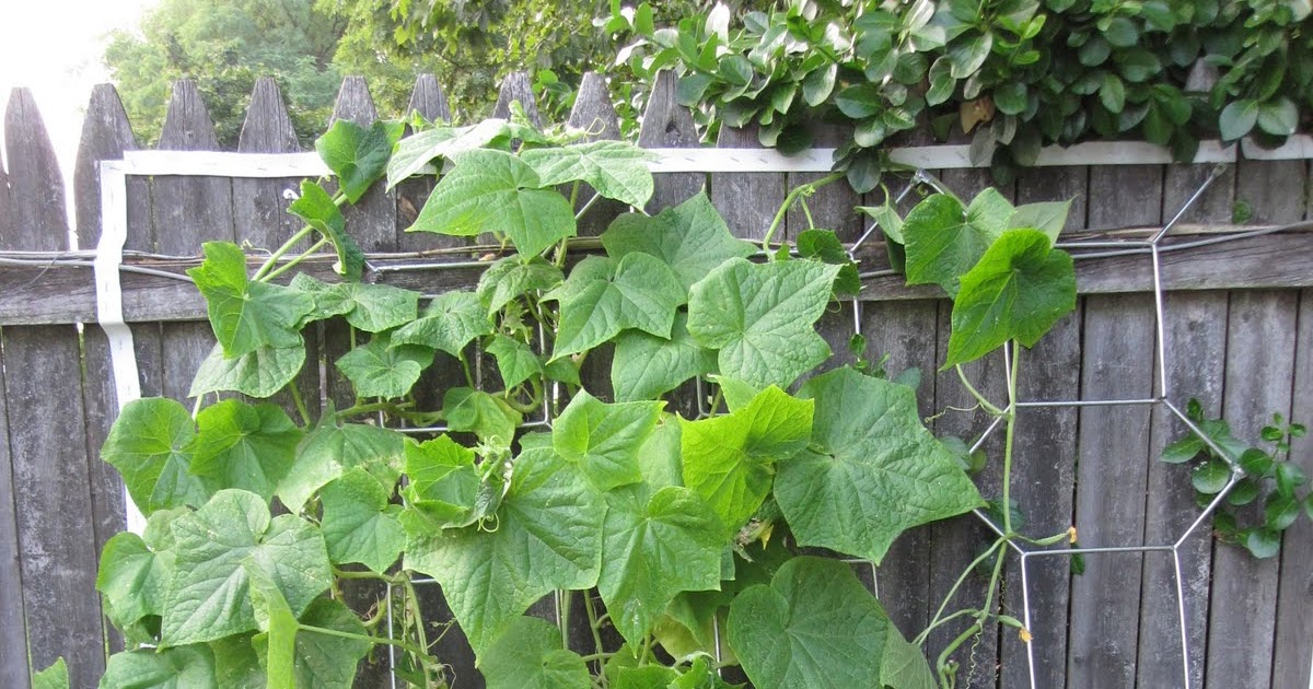 grow peace and dance in the garden 2010 Retrospective Diva Cucumbers