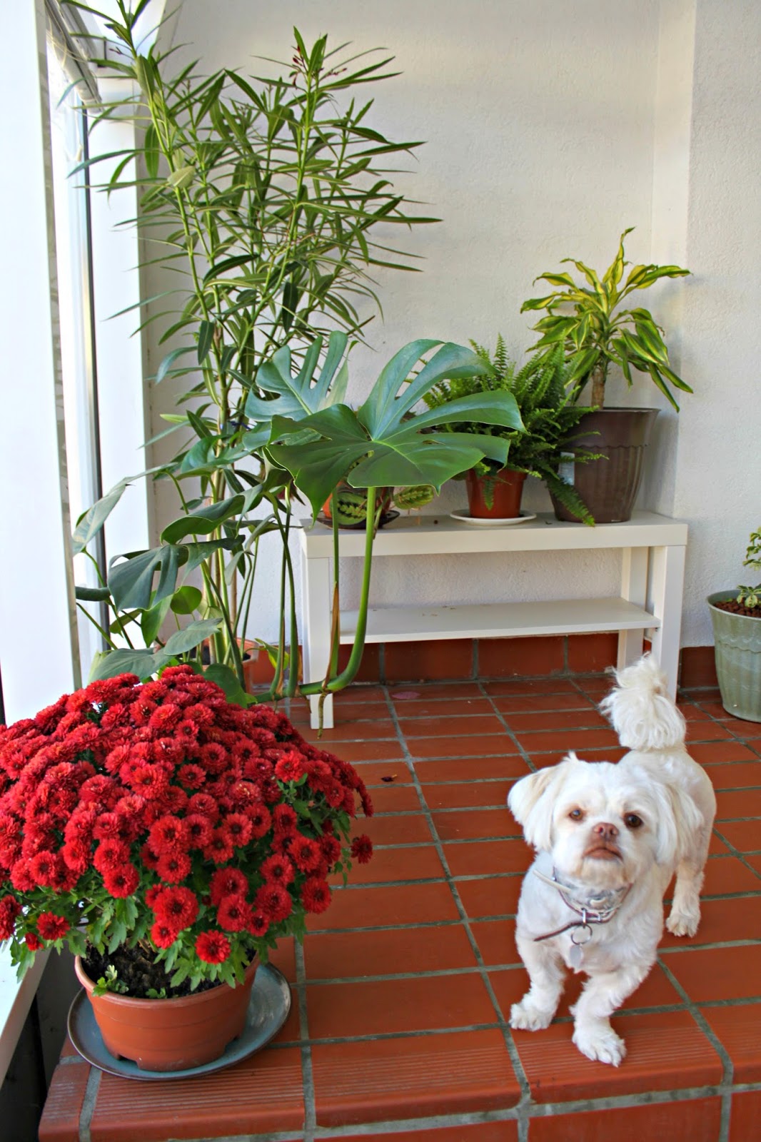 home away from home Ridiculously Easy Propagating from the Airplane Plant