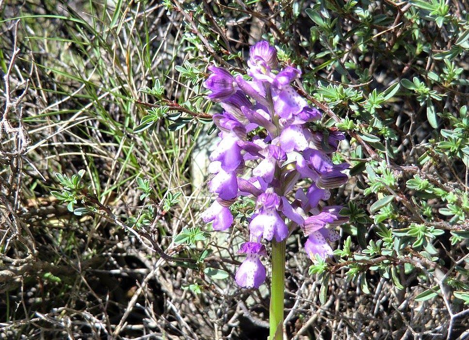 Is this a wild orchid?
