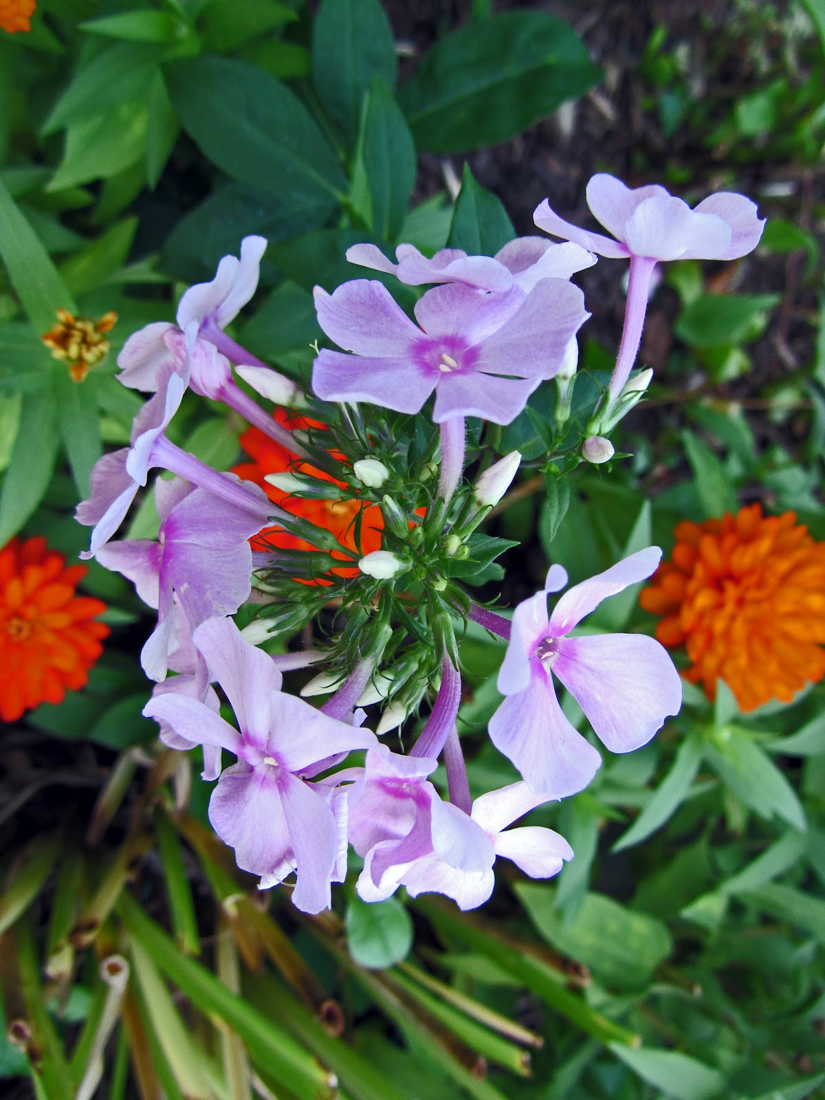 Phlox Jade