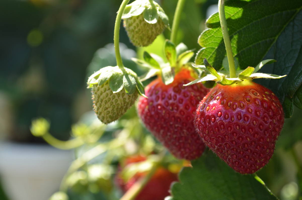 Ison's Through The Grapevine Strawberry Plugs How to plant and grow